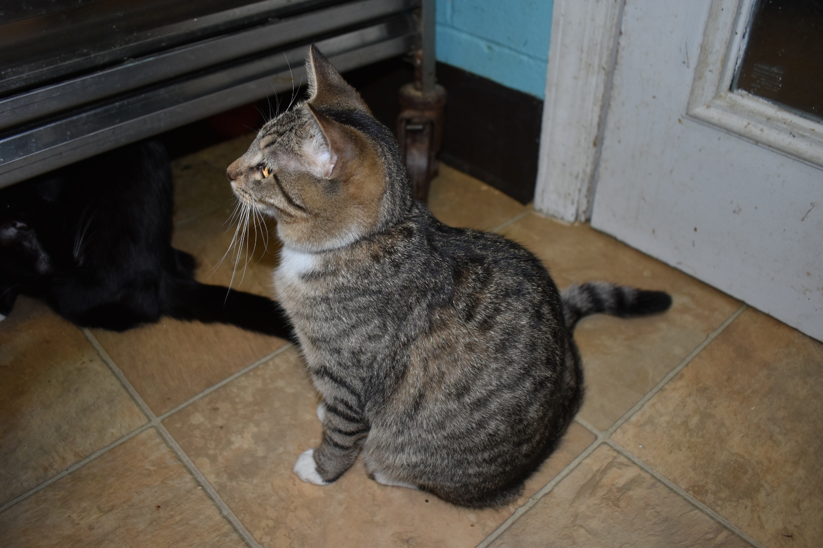 Rue, a Adoptable Domestic Short Hair in Milledgeville, GA image 3/3