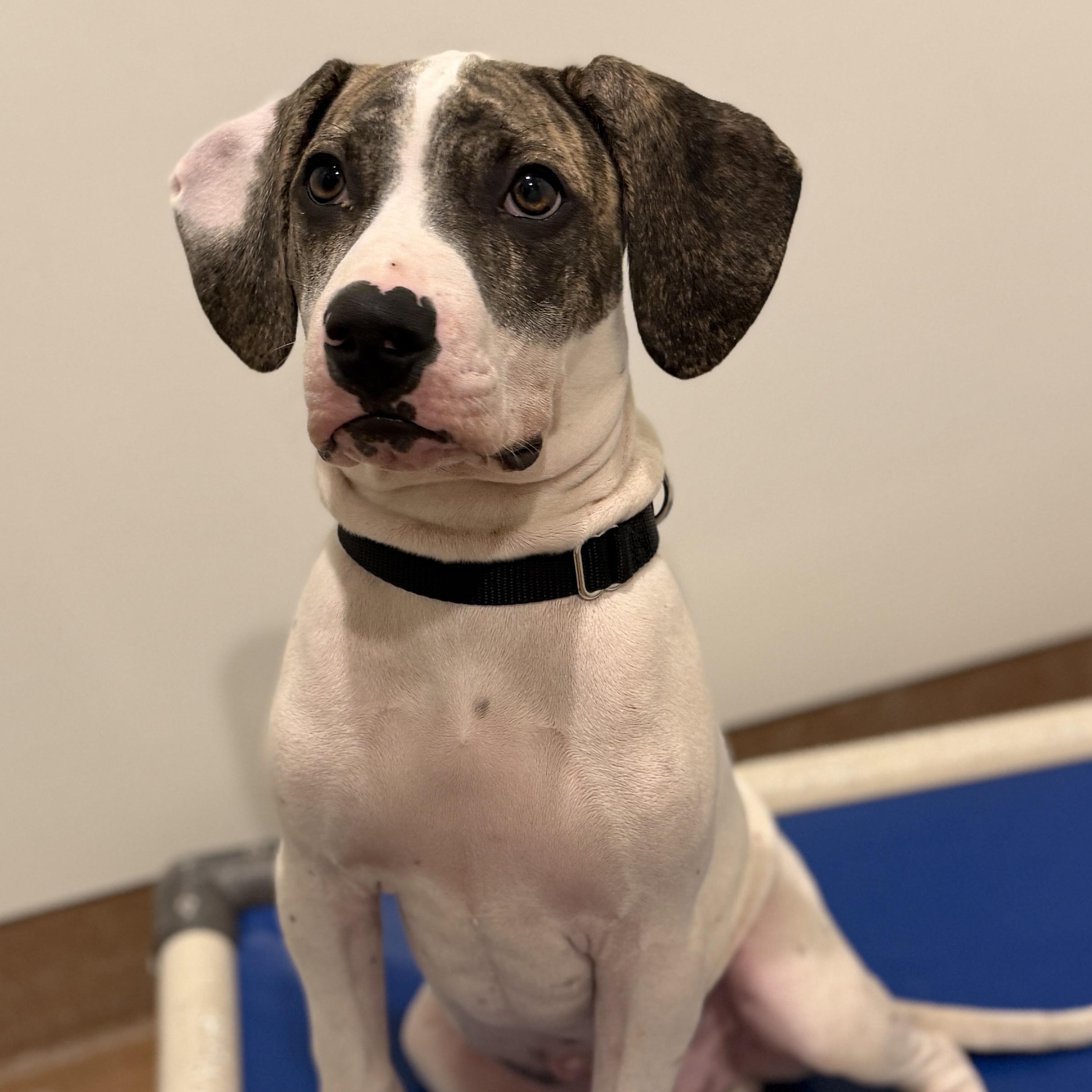 Enlarge Starly, a Adoptable mixed breed in Chicago, IL image 2/3
