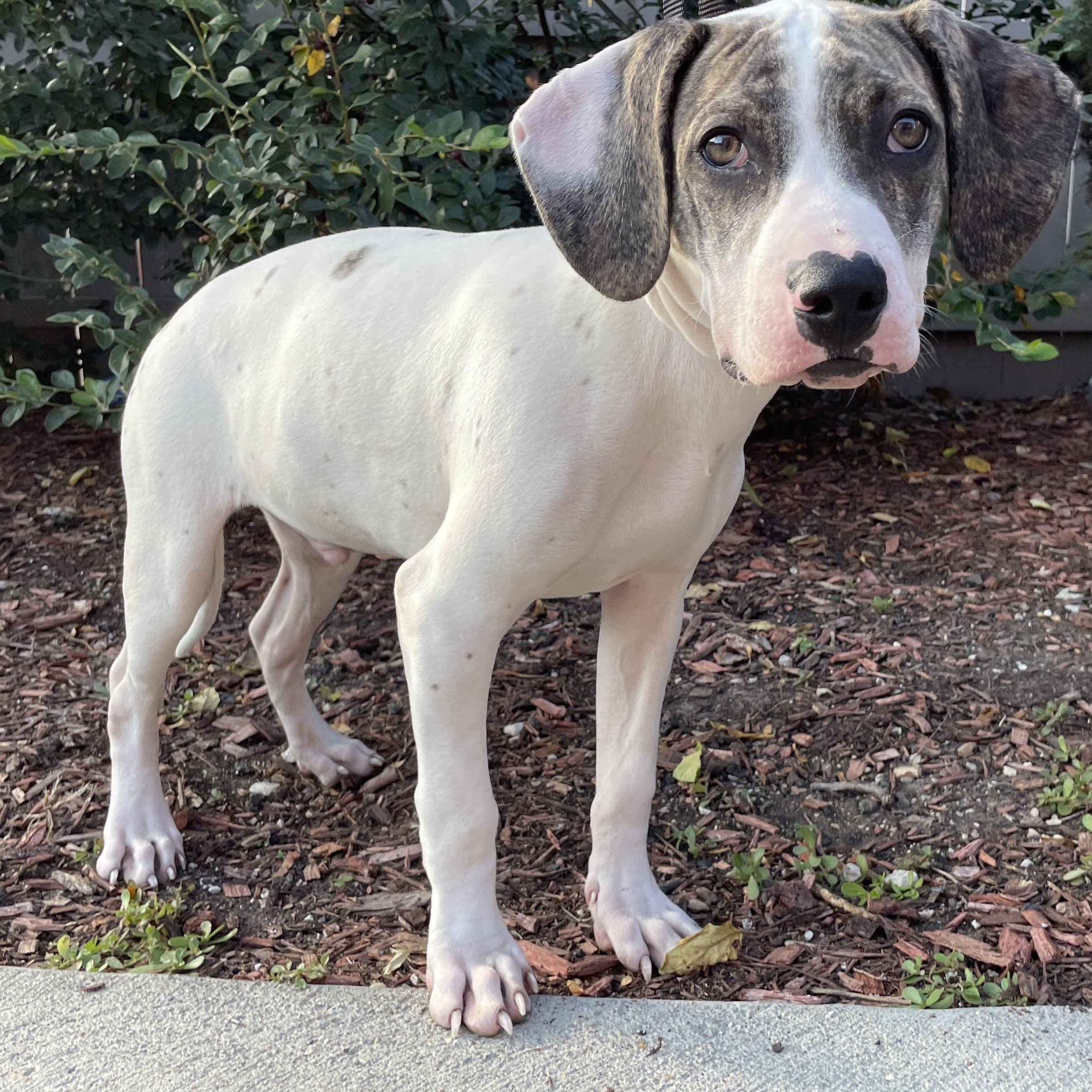 Enlarge Starly, a Adoptable mixed breed in Chicago, IL image 3/3