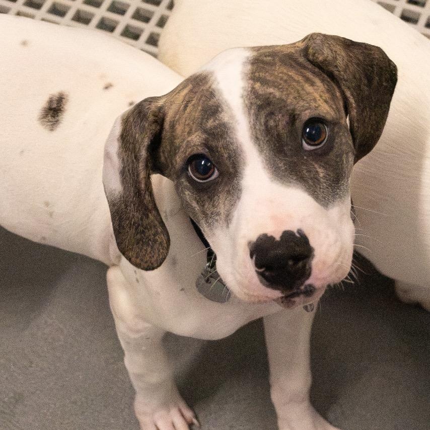 Enlarge Starly, a Adoptable mixed breed in Chicago, IL image 1/3