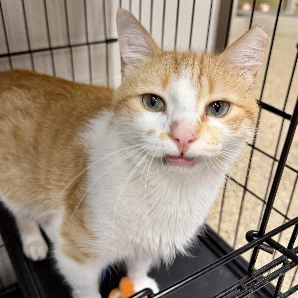 Charmander, Adoptable, Senior Male Domestic Medium Hair.