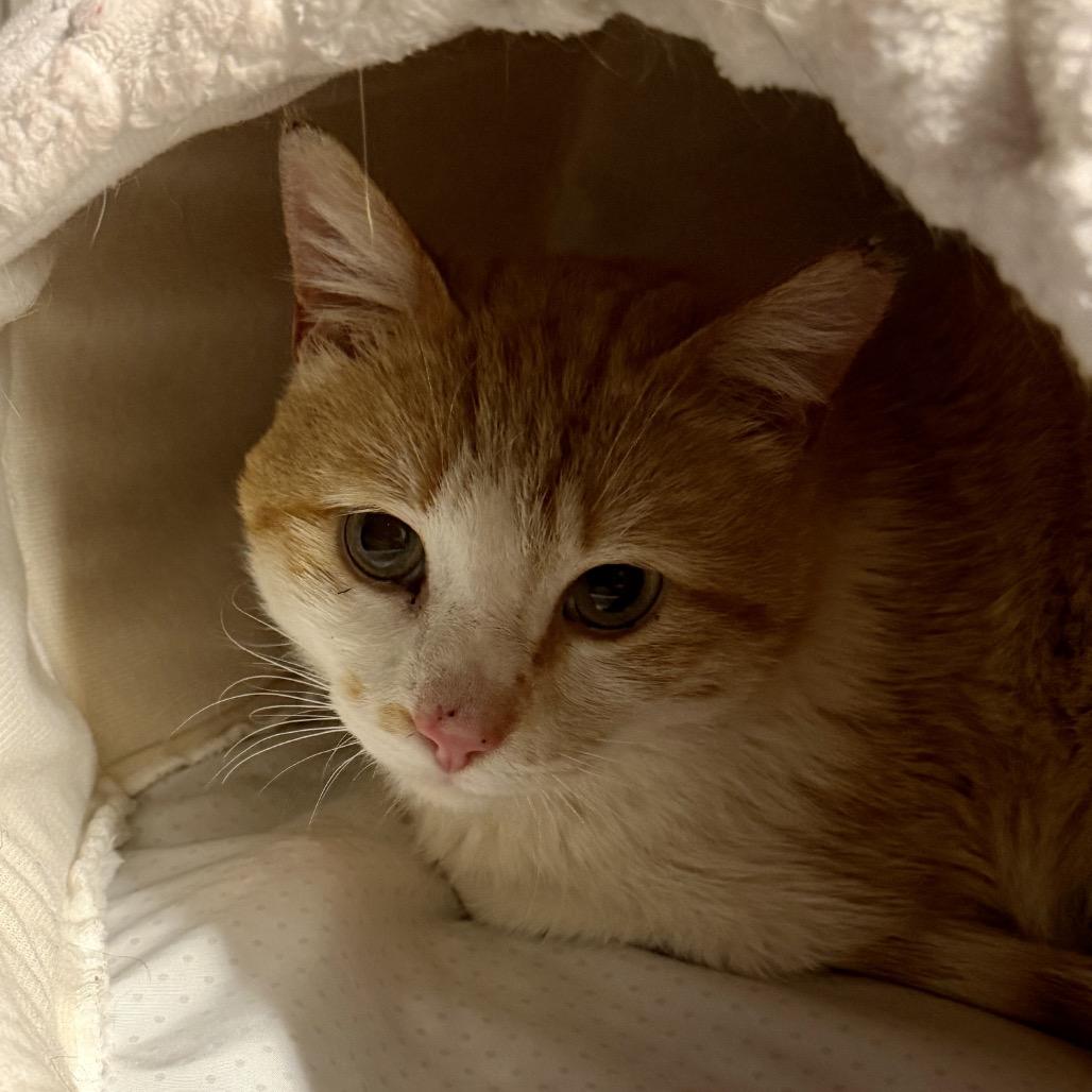 Enlarge Charmander, a Adoptable Domestic Medium Hair in Middleburg Heights , OH image 2/6