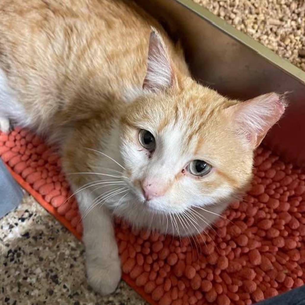 Enlarge Charmander, a Adoptable Domestic Medium Hair in Middleburg Heights , OH image 3/6