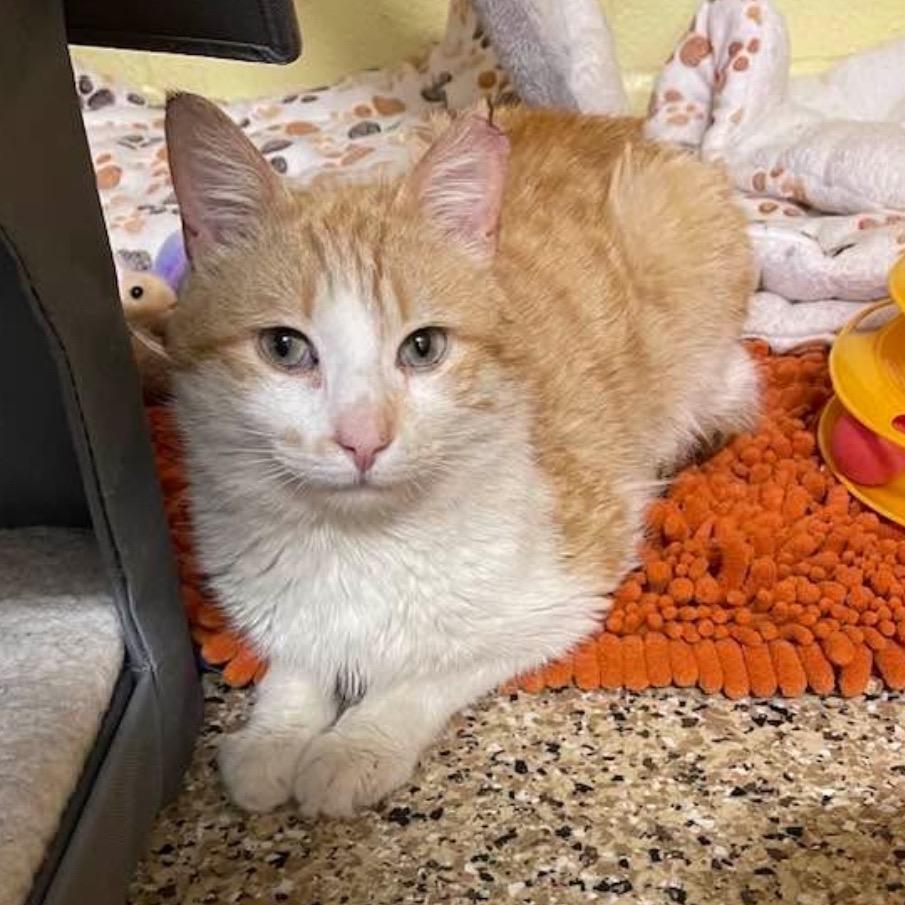 Enlarge Charmander, a Adoptable Domestic Medium Hair in Middleburg Heights , OH image 4/6