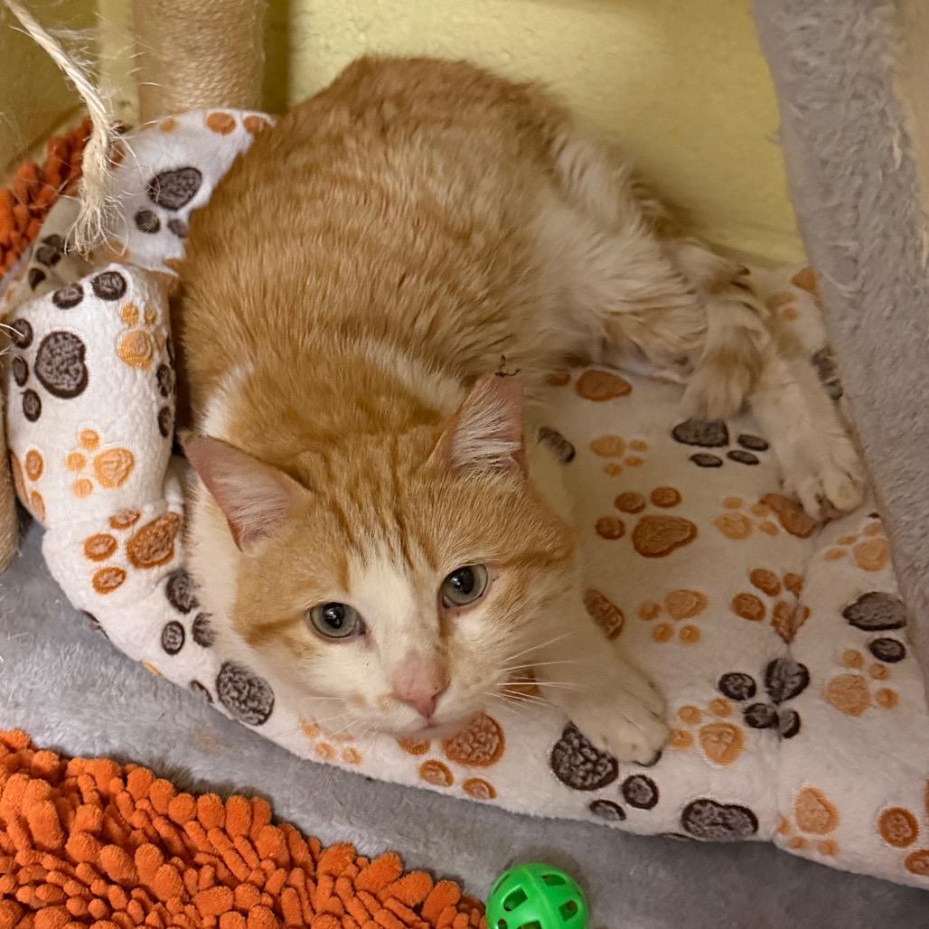 Enlarge Charmander, a Adoptable Domestic Medium Hair in Middleburg Heights , OH image 5/6