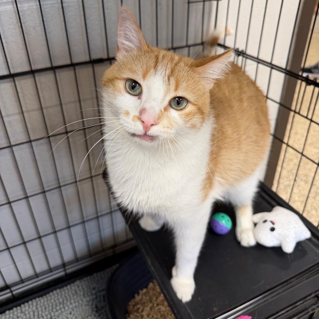 Enlarge Charmander, a Adoptable Domestic Medium Hair in Middleburg Heights , OH image 6/6