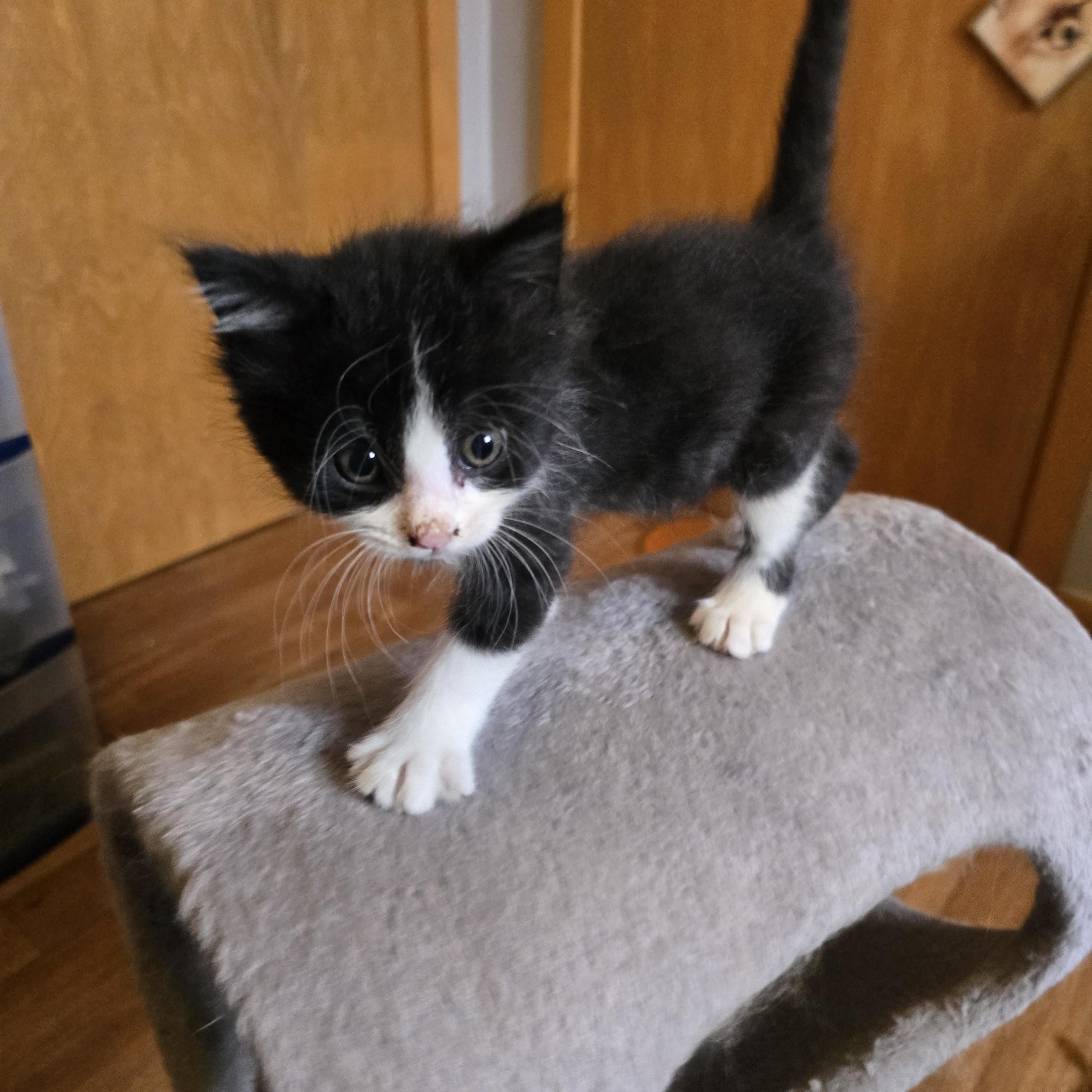 Enlarge Figaro, a ADOPTABLE Tuxedo in Jamestown, ND image 4/6