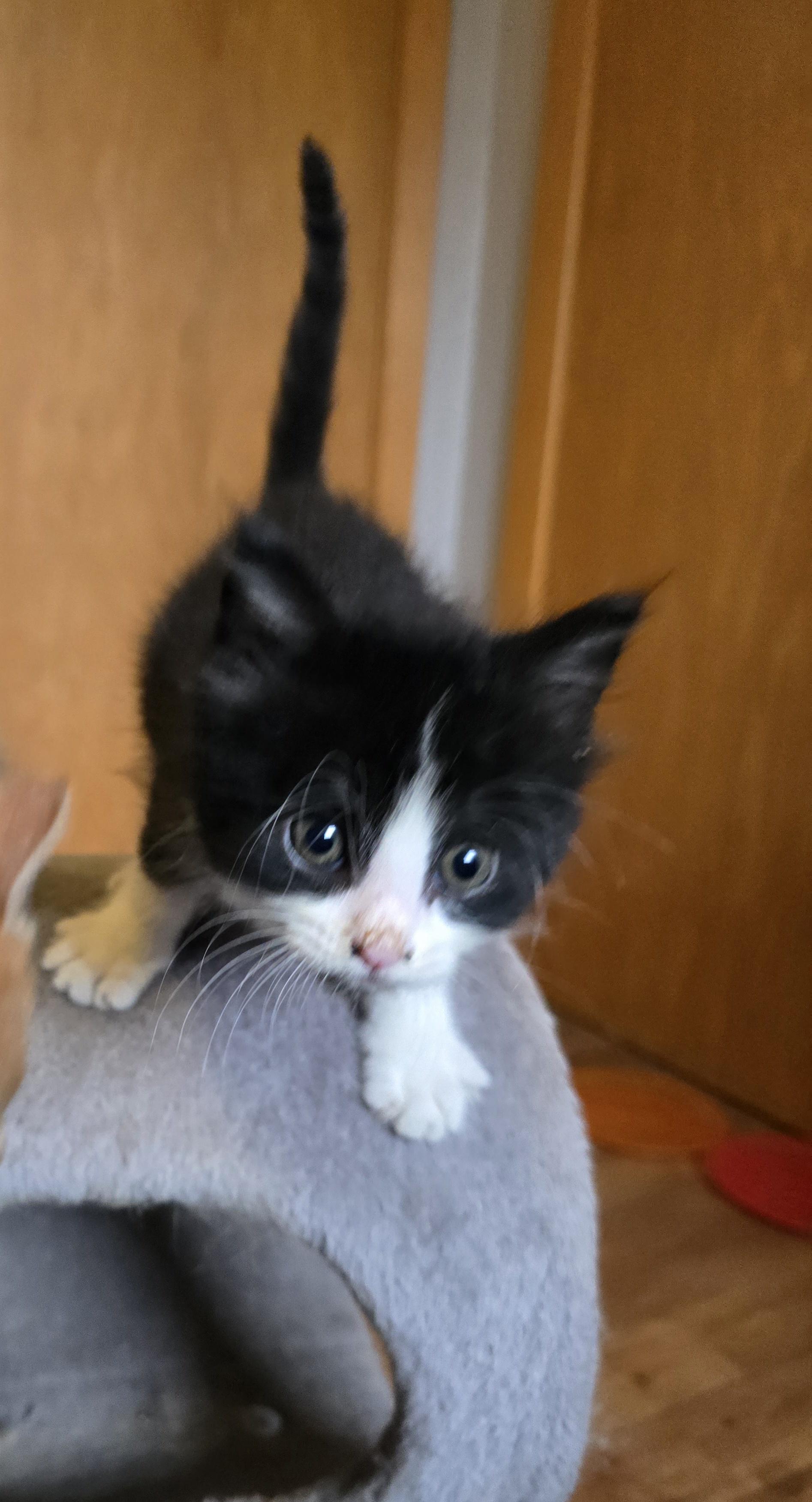 Enlarge Figaro, a ADOPTABLE Tuxedo in Jamestown, ND image 6/6