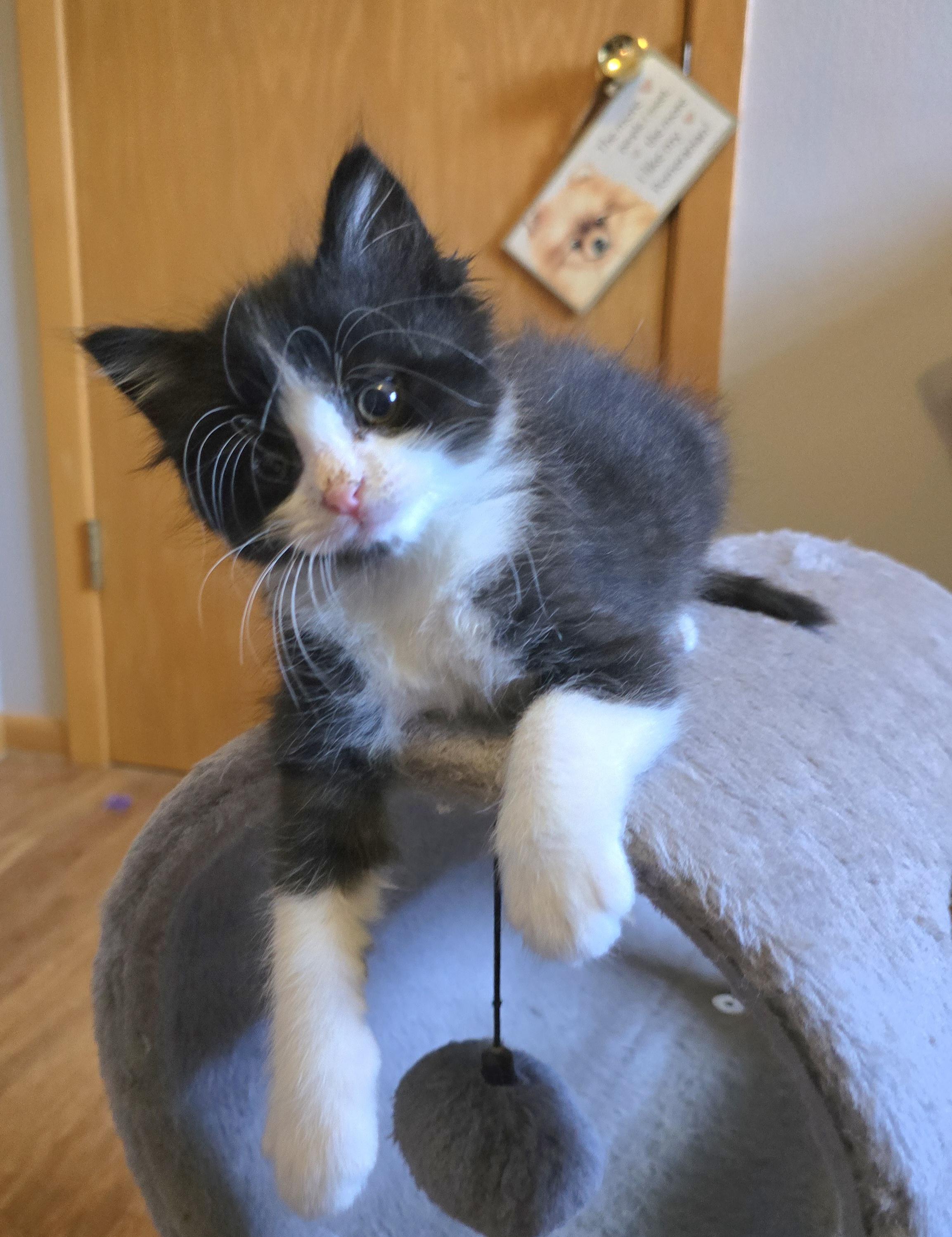 Figaro, ADOPTABLE, Kitten Male Tuxedo.