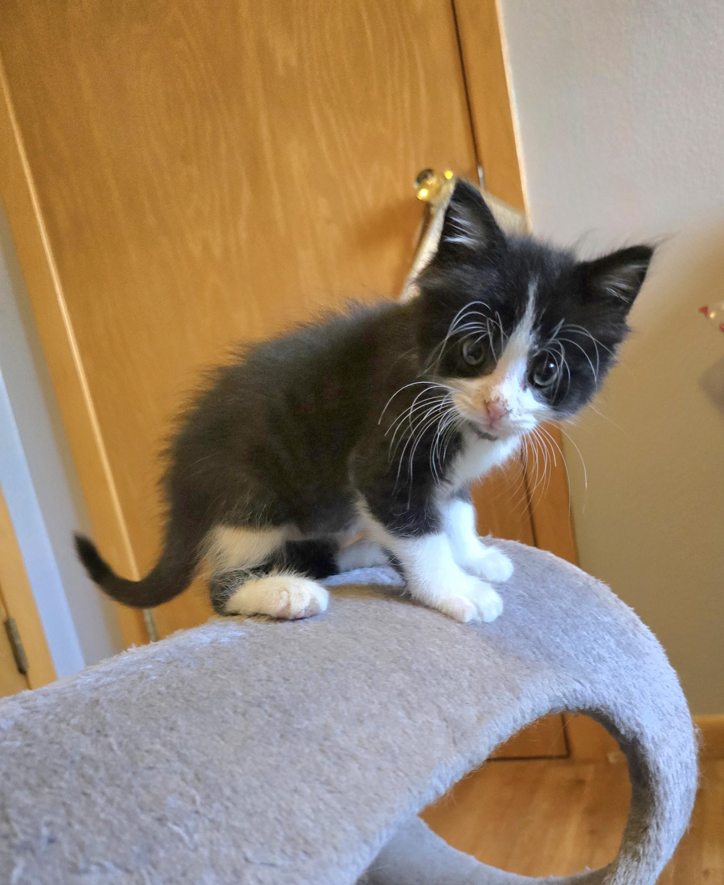 Enlarge Figaro, a ADOPTABLE Tuxedo in Jamestown, ND image 2/6