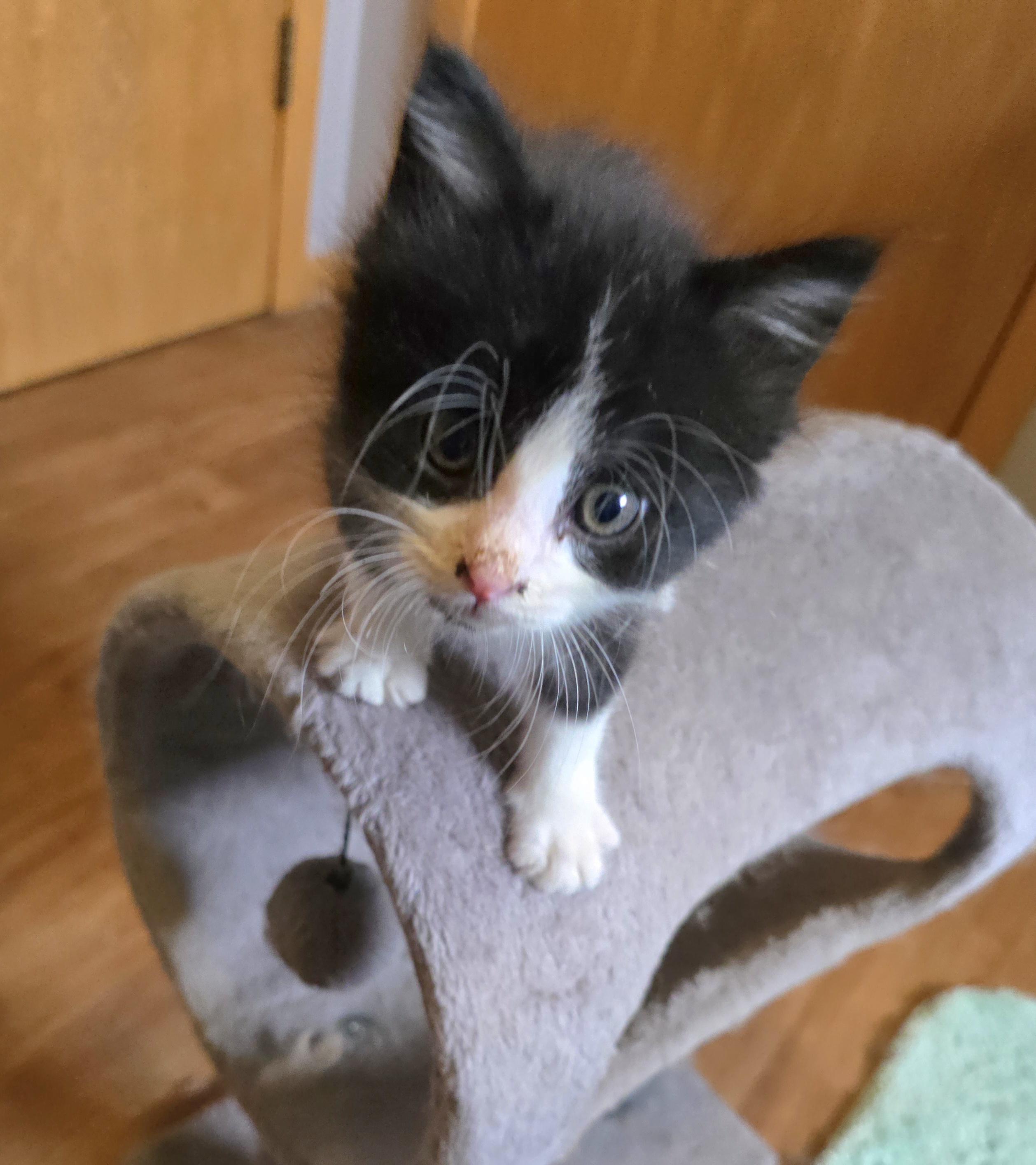 Enlarge Figaro, a ADOPTABLE Tuxedo in Jamestown, ND image 5/6