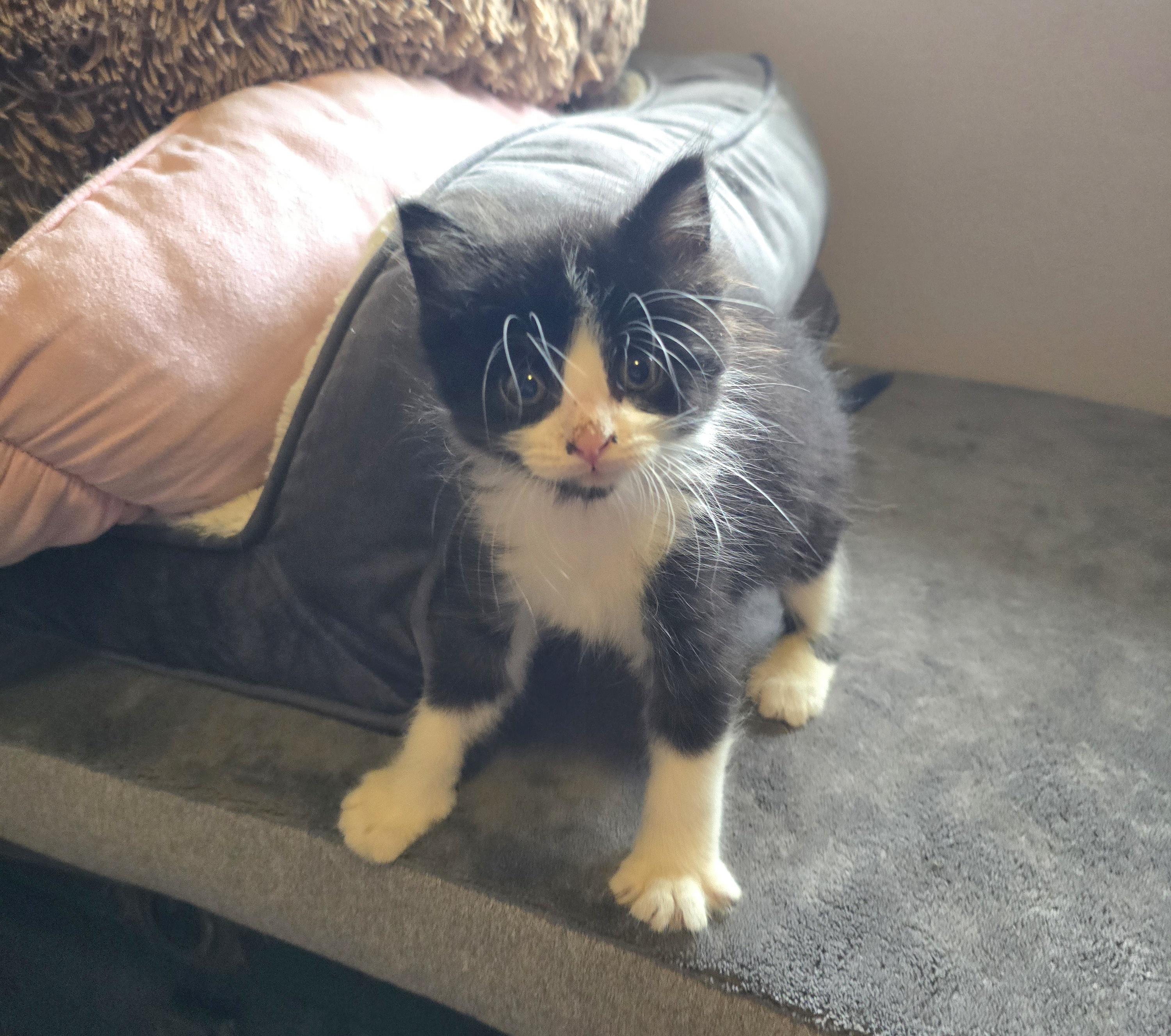 Enlarge Figaro, a ADOPTABLE Tuxedo in Jamestown, ND image 3/6