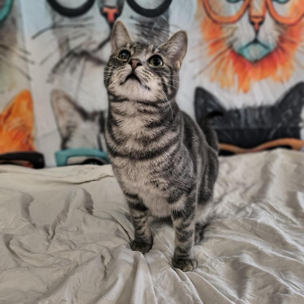 Hank (the original), Adoptable, Young Male Tabby & Domestic Short Hair.
