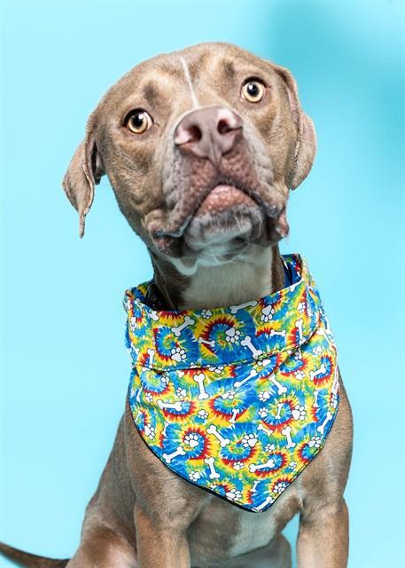 J COLE, Adoptable, Adult Male American Staffordshire Terrier & Pointer.