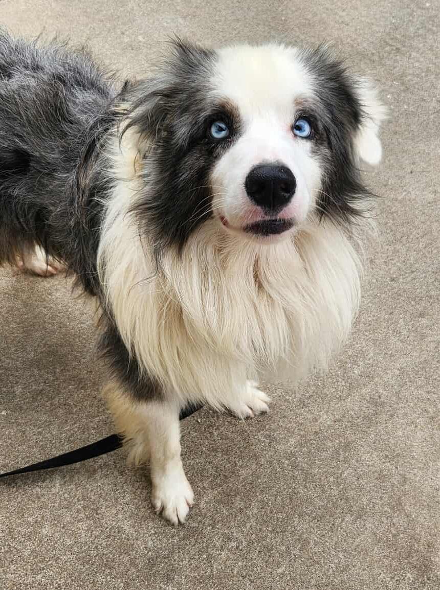 Buddy