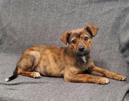 Enlarge Everest (6958), a Adopted mixed breed in Lake City, MI image 1/1