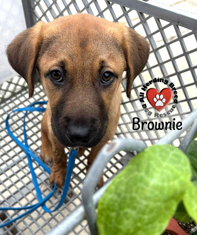 Brownie, Young Male unknown