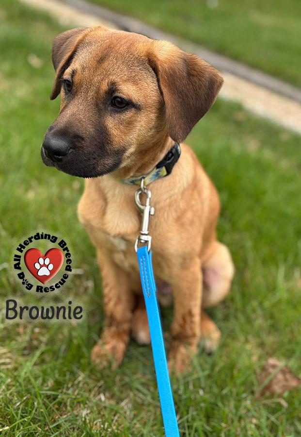 Brownie photo 3