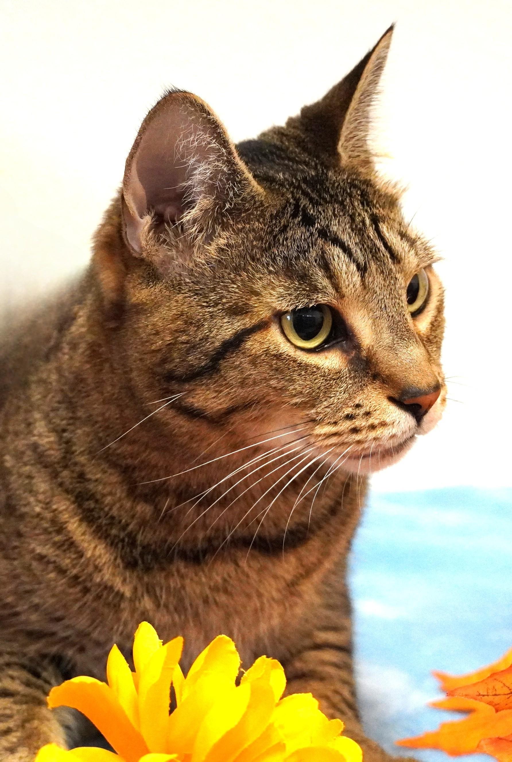 Enlarge Madre, a Adoptable Domestic Short Hair in Grants Pass, OR image 5/5