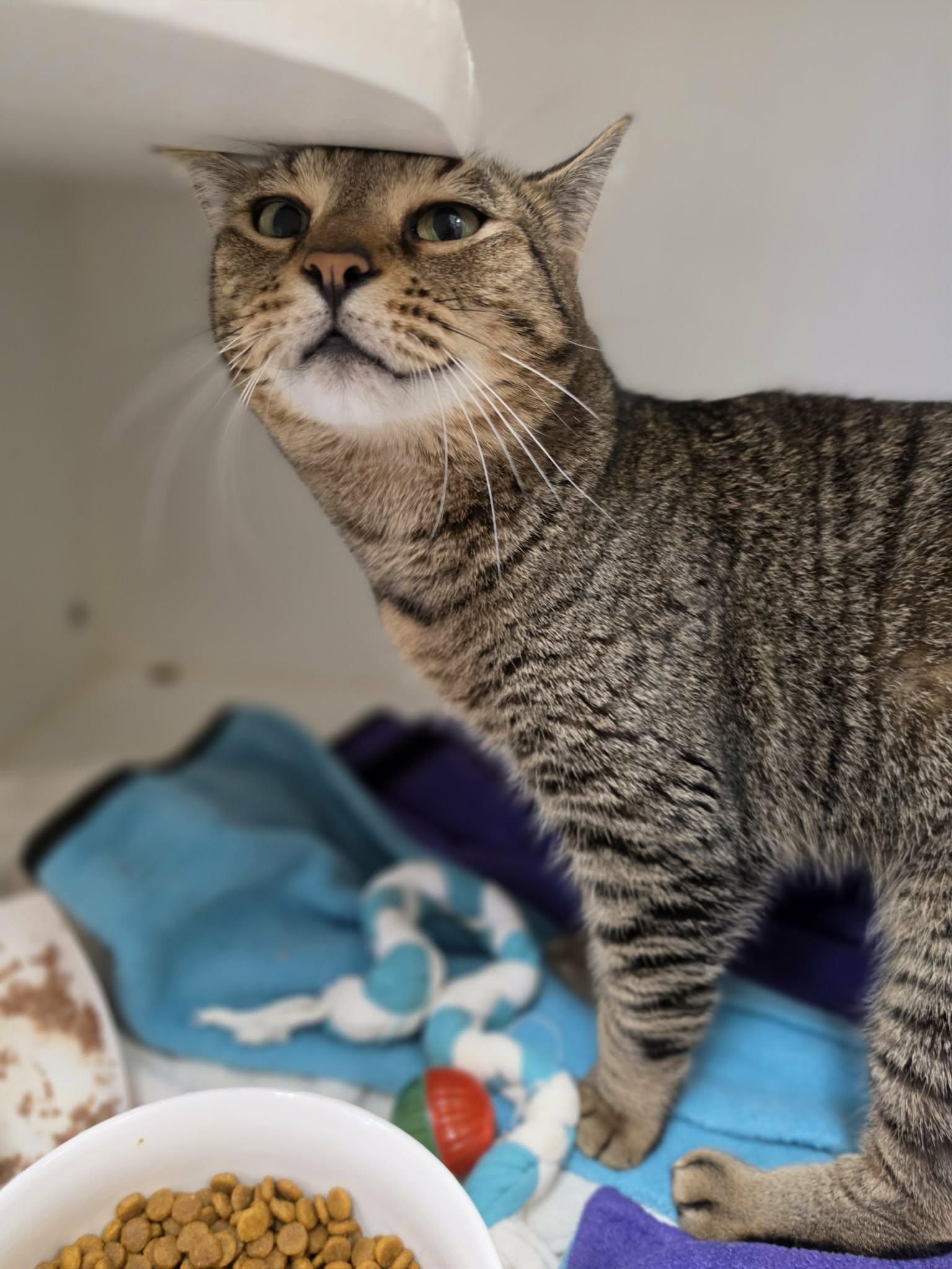 Enlarge Madre, a Adoptable Domestic Short Hair in Grants Pass, OR image 3/5