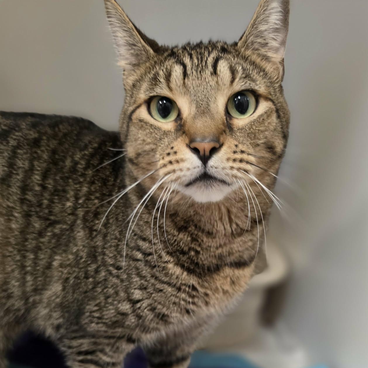 Enlarge Madre, a Adoptable Domestic Short Hair in Grants Pass, OR image 2/5