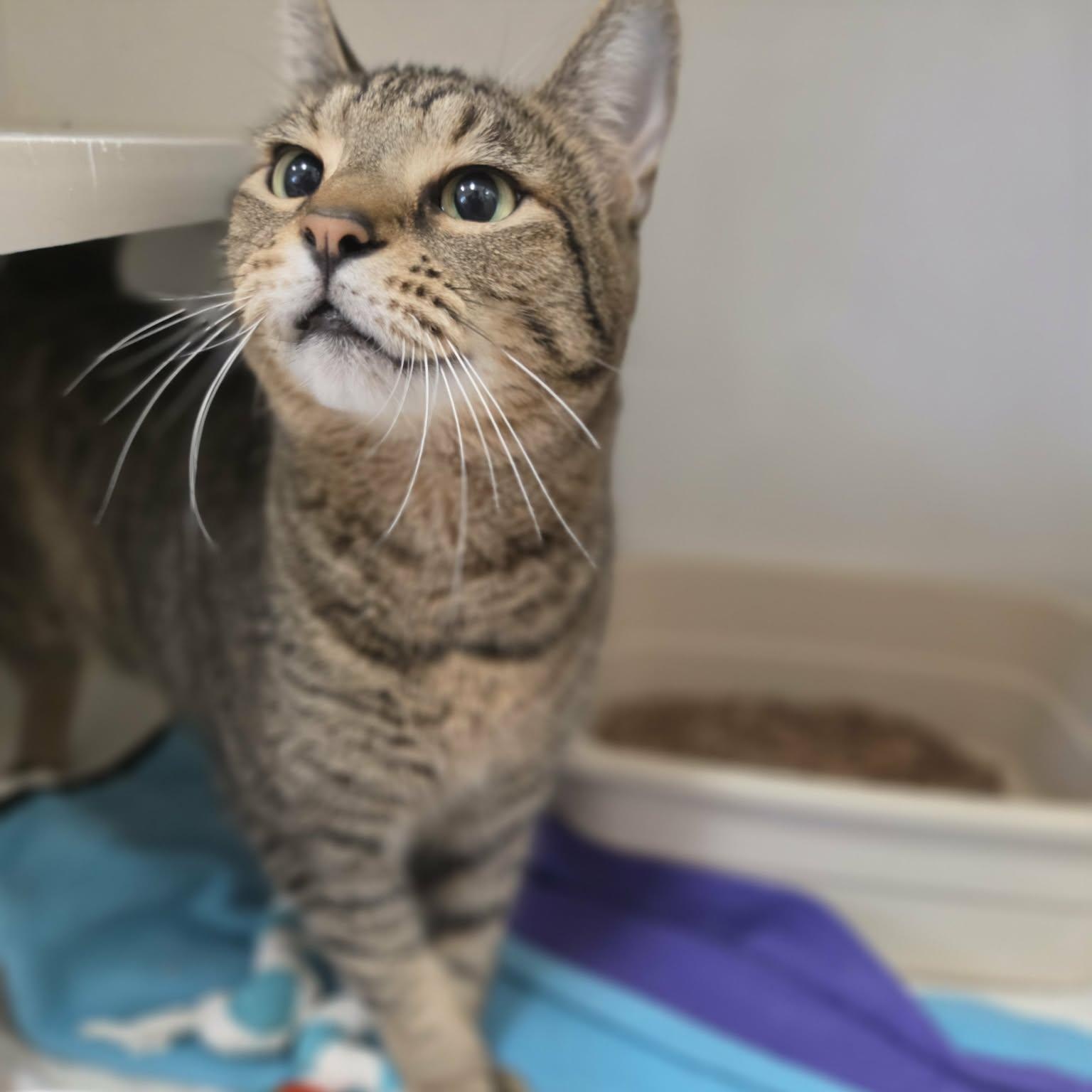 Enlarge Madre, a Adoptable Domestic Short Hair in Grants Pass, OR image 4/5