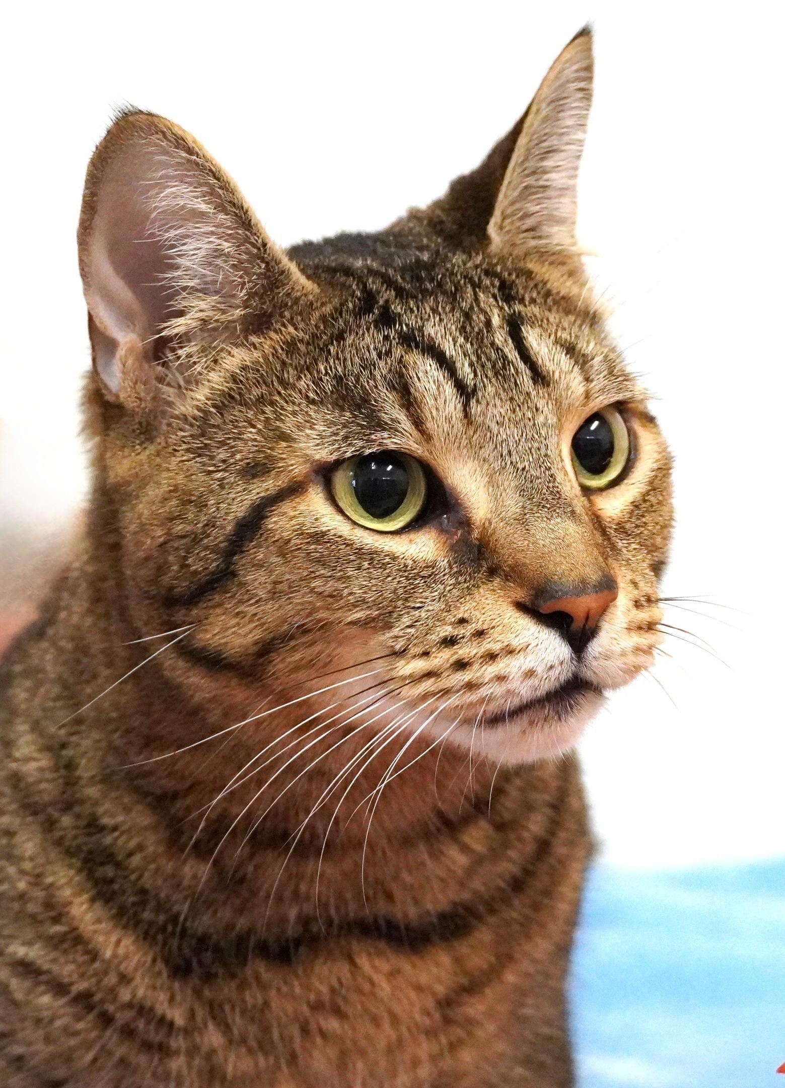 Enlarge Madre, a Adoptable Domestic Short Hair in Grants Pass, OR image 1/5