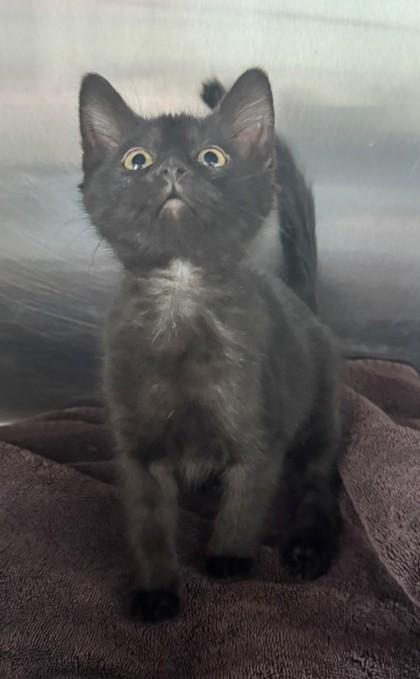 Enlarge Bear, a Adoptable mixed breed in Willmar, MN image 1/2