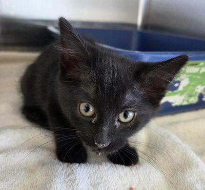 Enlarge Bear, a Adoptable mixed breed in Willmar, MN image 2/2