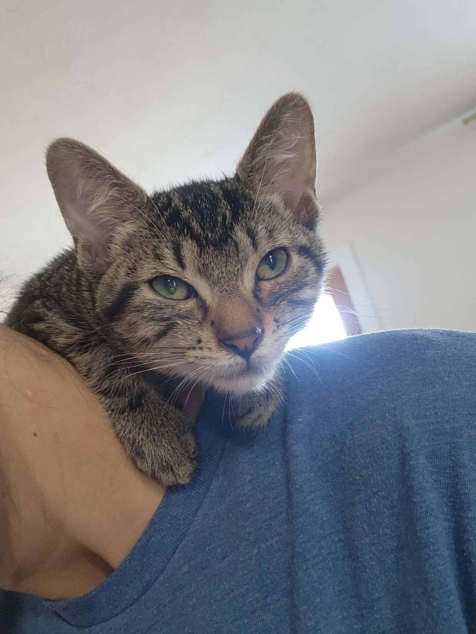 Enlarge Peyton, an adopted Domestic Short Hair in Spring Hill, FL image 1/1