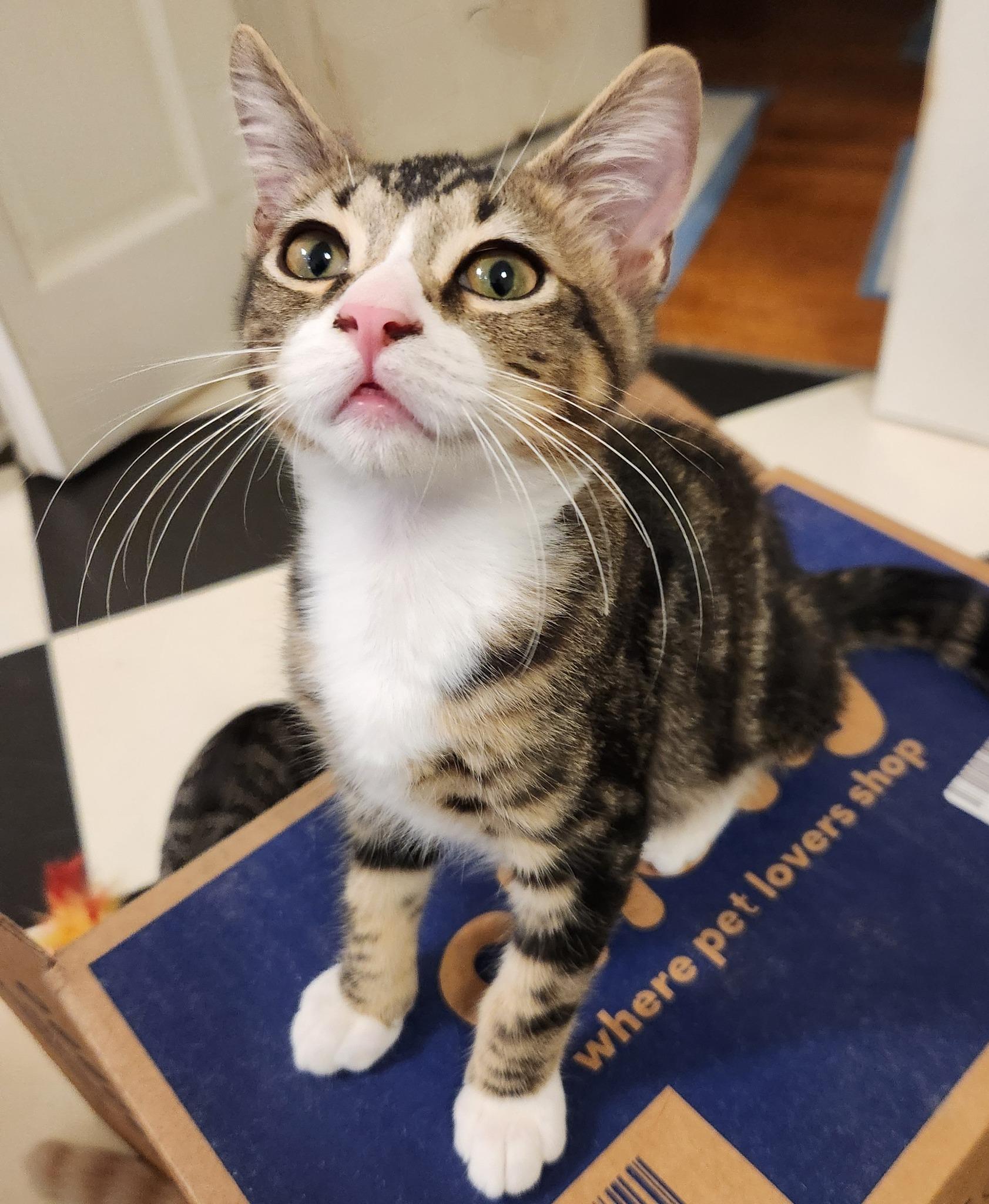 Enlarge Marbles, an adopted Domestic Short Hair in Watkinsville, GA image 1/3