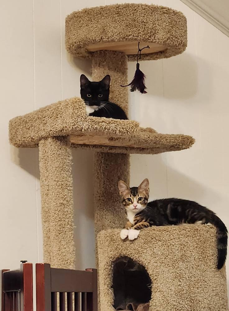 Enlarge Marbles, an adopted Domestic Short Hair in Watkinsville, GA image 2/3