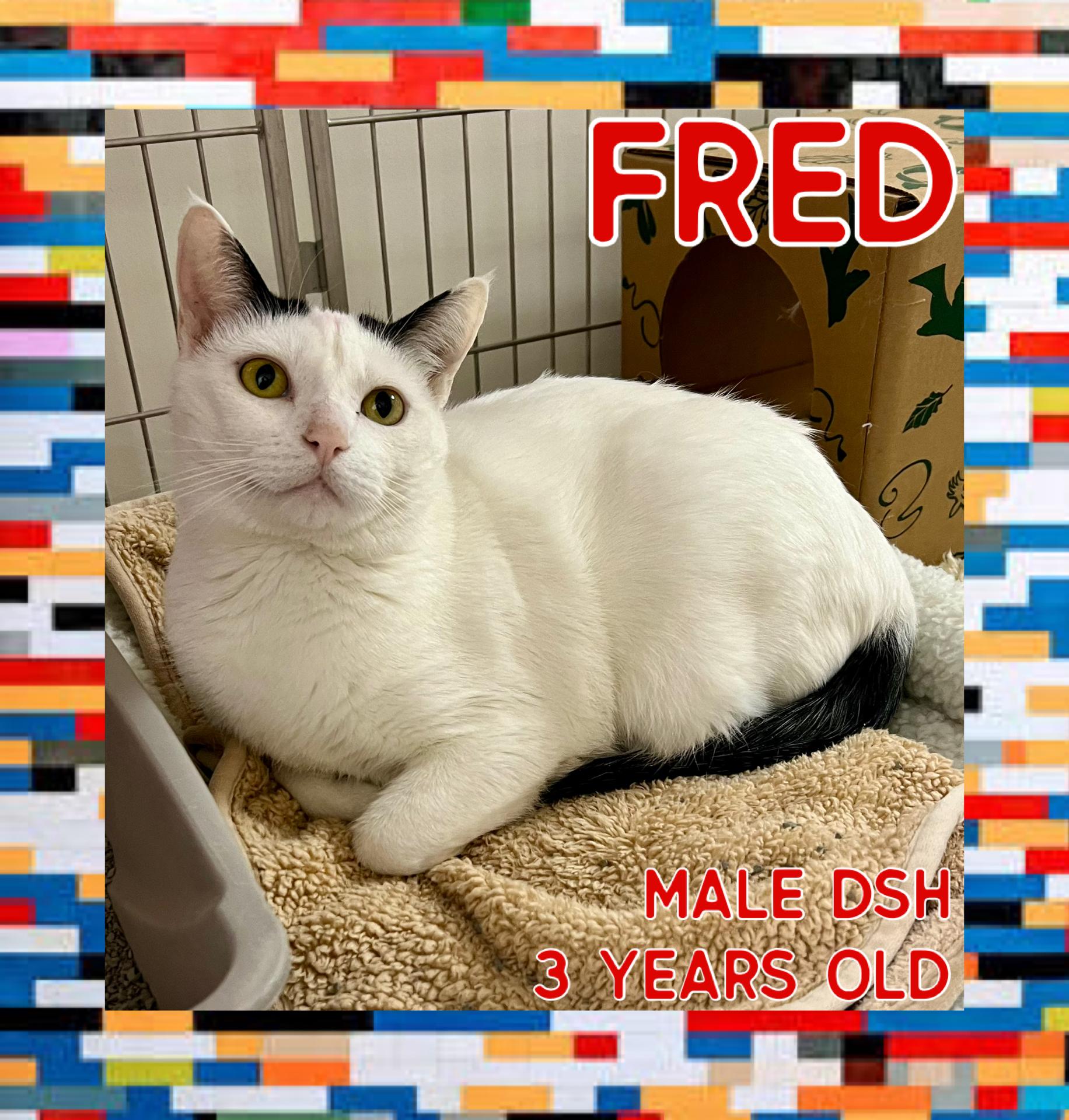 Fred, Adoptable, Adult Male Domestic Short Hair.