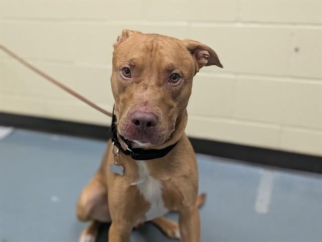 PEANUT, Adoptable, Young Male Pit Bull Terrier & Labrador Retriever.