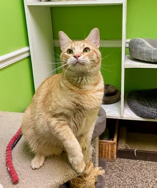 Champ, ADOPTABLE, Adult Male Domestic Short Hair.