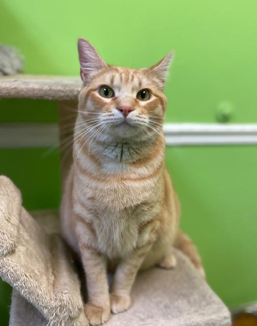 Champ, a ADOPTABLE Domestic Short Hair in Memphis, TN image 4/4