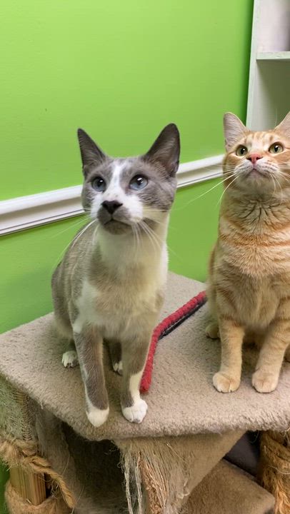 Enlarge Champ, a ADOPTABLE Domestic Short Hair in Memphis, TN video 2/4