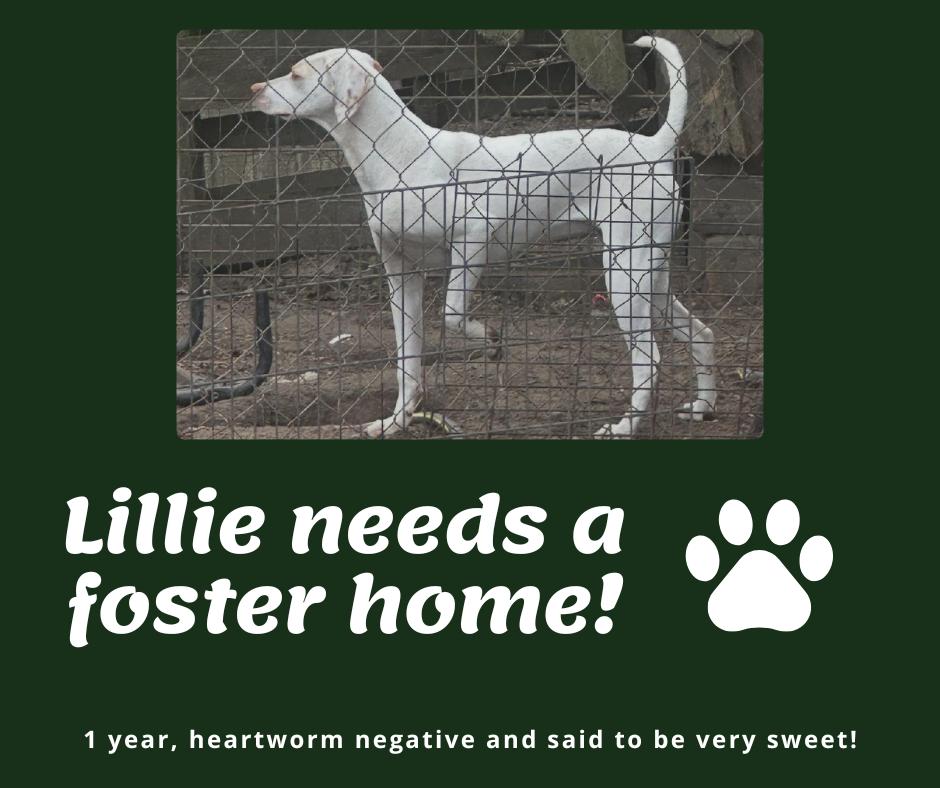 Needs Foster Lillie (GA)