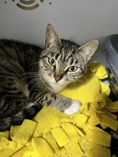 Bella, Adoptable, Adult Female Domestic Short Hair.