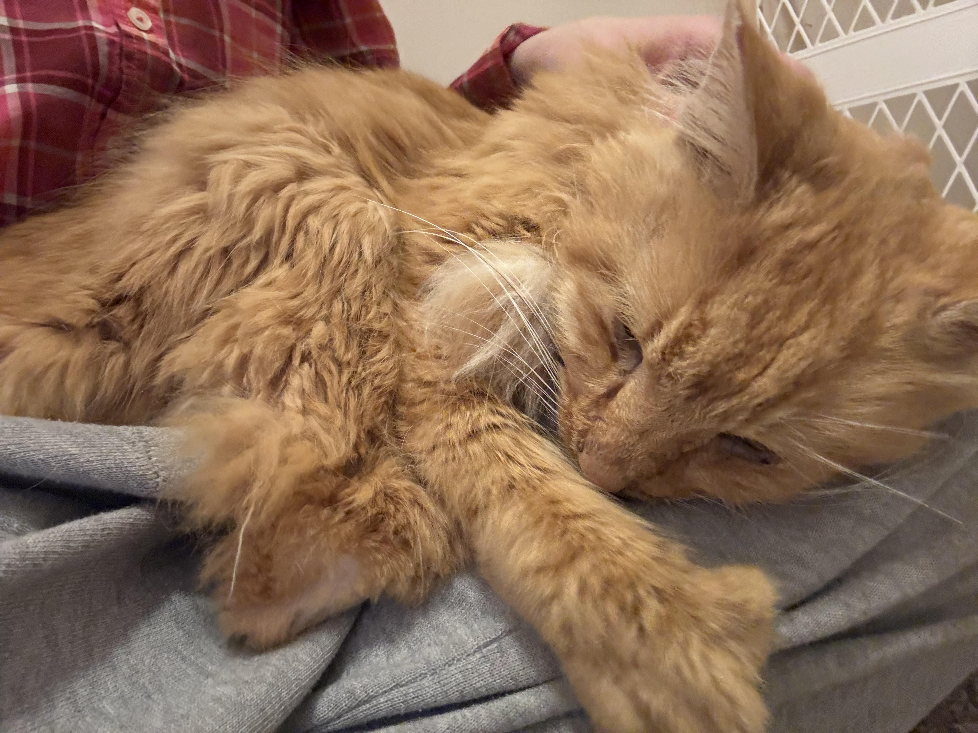Enlarge Charlie (adoption fee sponsored), a ADOPTABLE Domestic Medium Hair in Philadelphia, PA image 5/5