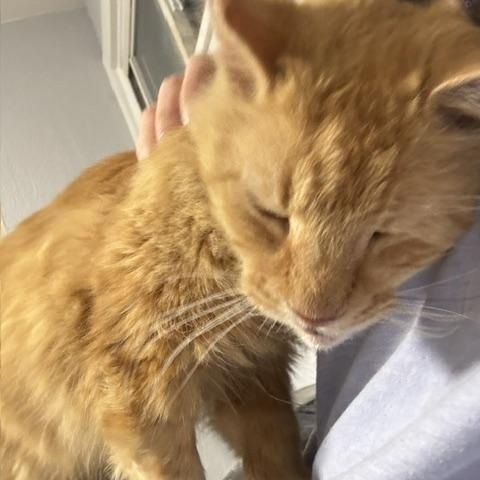 Enlarge Charlie, a ADOPTABLE Domestic Medium Hair in Philadelphia, PA image 2/4