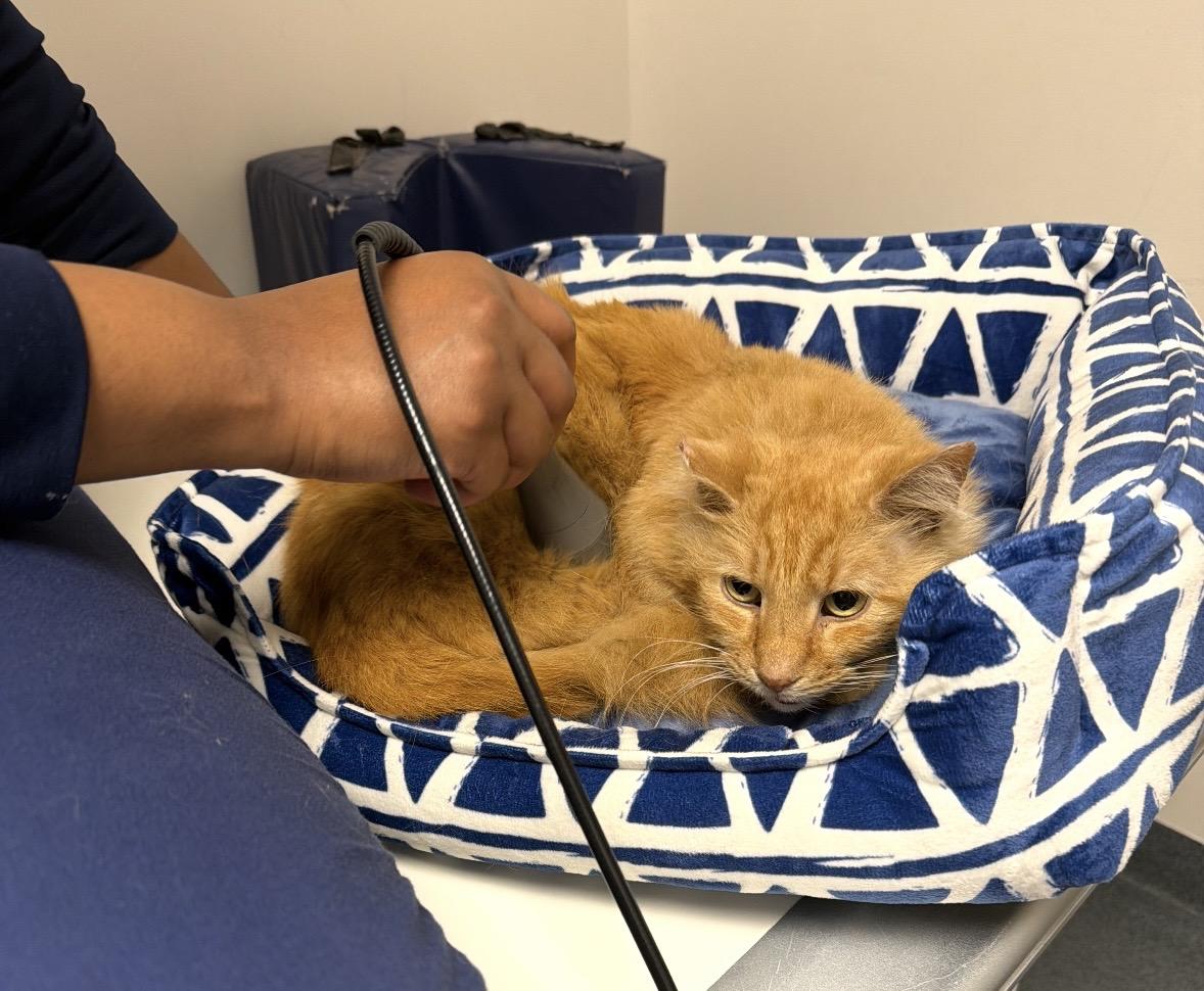 Enlarge Charlie, a ADOPTABLE Domestic Medium Hair in Philadelphia, PA image 3/4