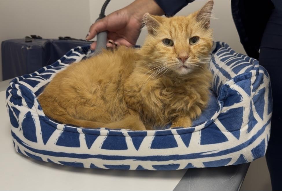 Charlie, ADOPTABLE, Adult Male Domestic Medium Hair.