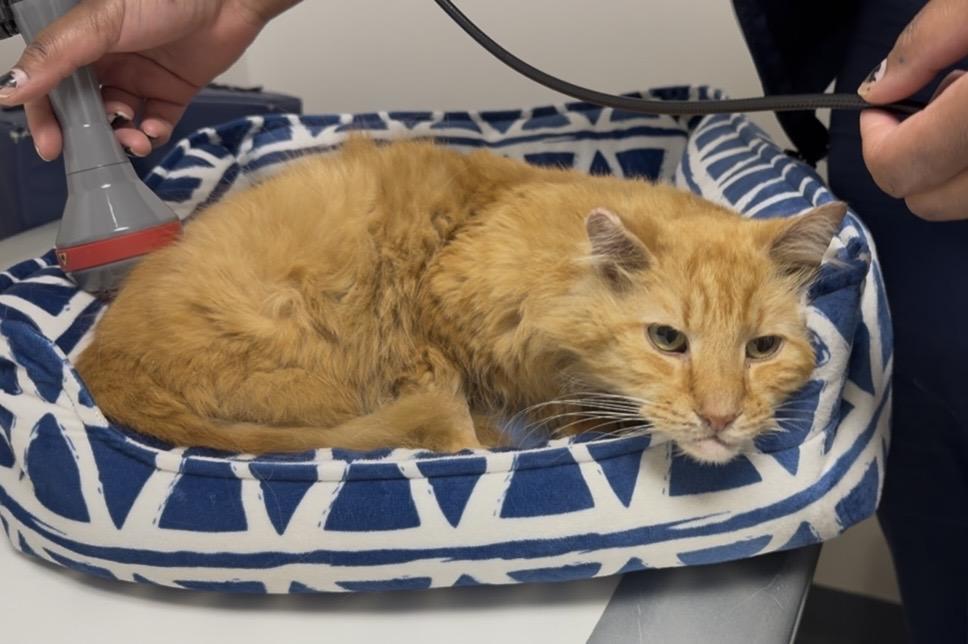 Enlarge Charlie, a ADOPTABLE Domestic Medium Hair in Philadelphia, PA image 4/4