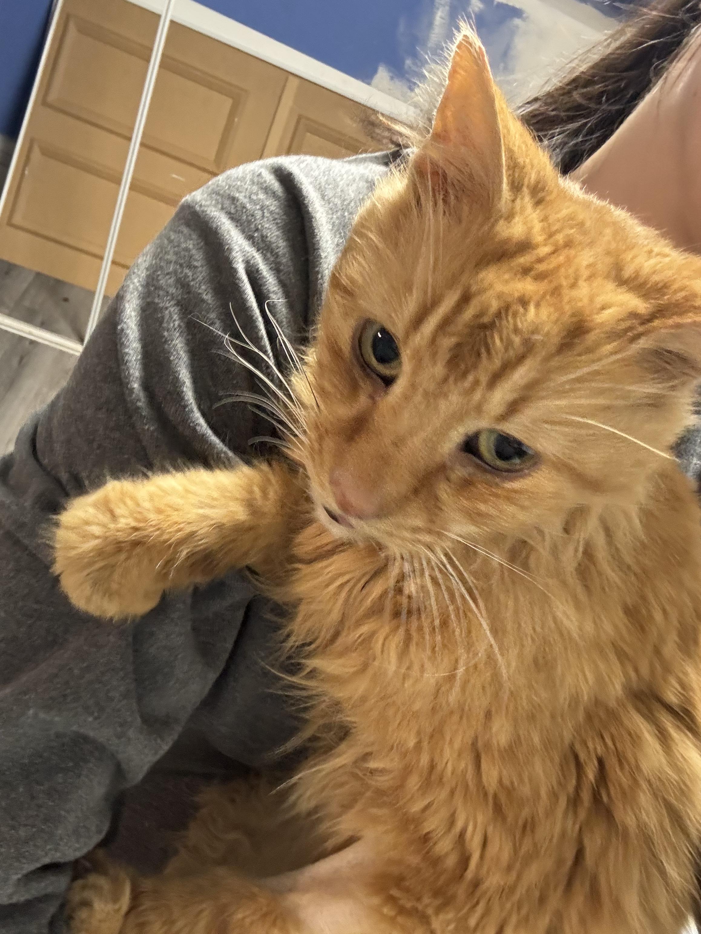 Enlarge Charlie (adoption fee sponsored), a ADOPTABLE Domestic Medium Hair in Philadelphia, PA image 3/5