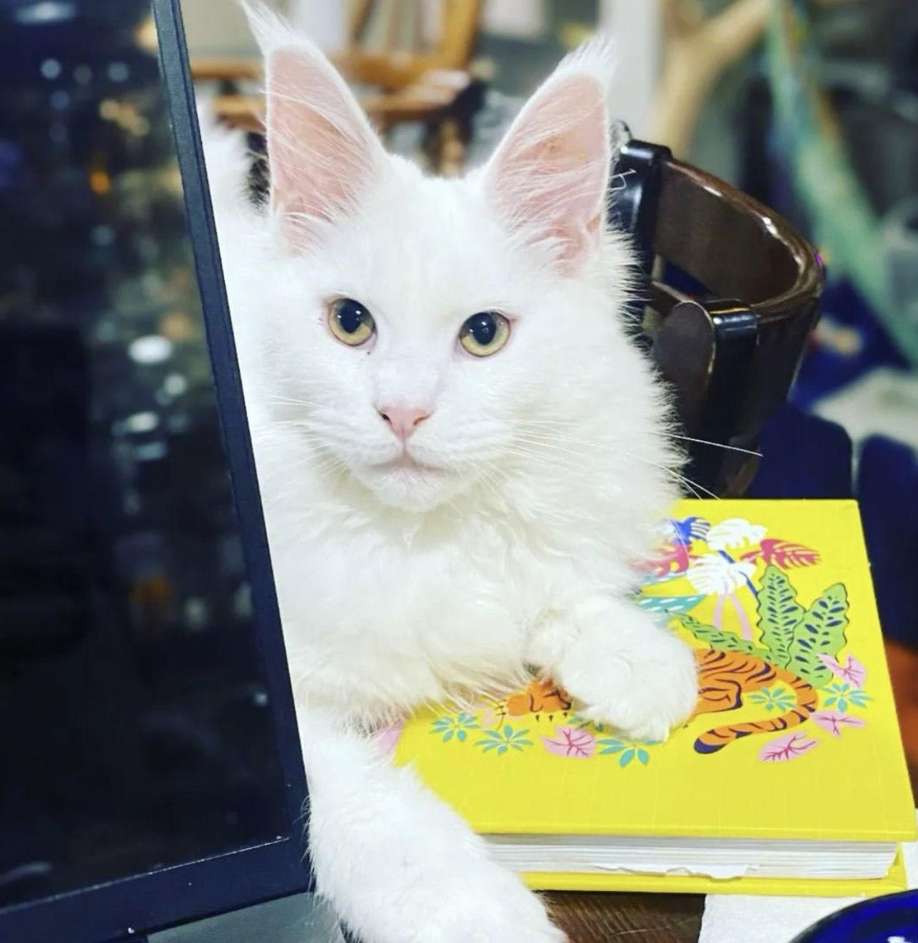 Eöwyn Courtesy Post, a Adopted Maine Coon in Absecon, NJ image 2/3