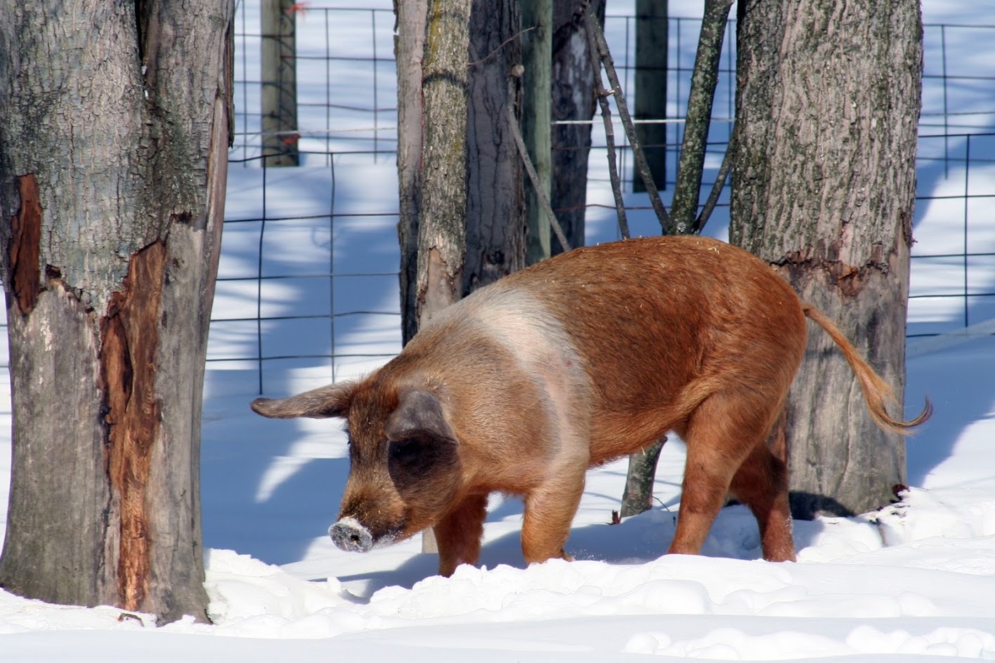 Peppermint Patty, Senior Female Pig