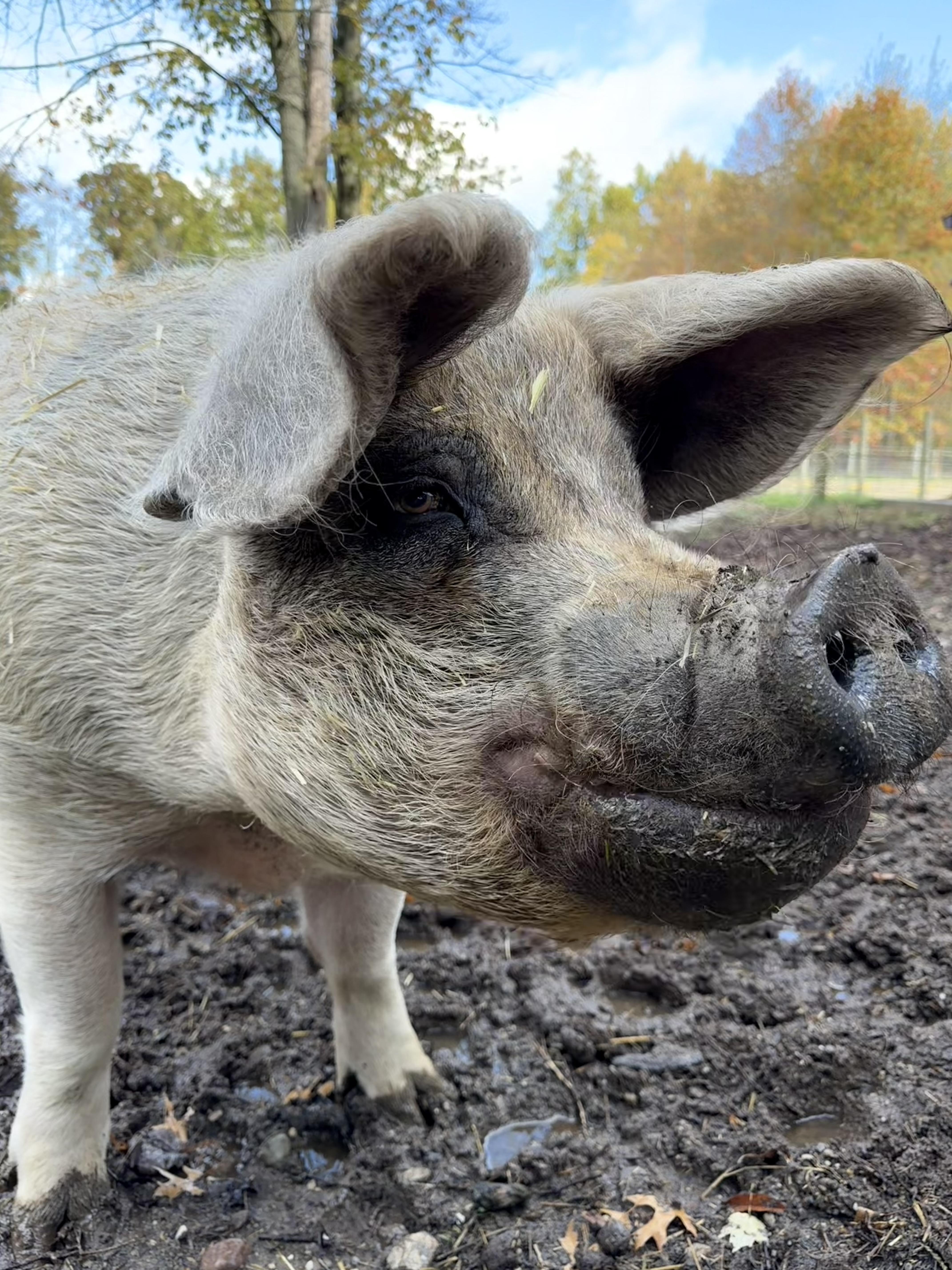 Enlarge Peppermint Patty, a Adoptable Pig in Ravenna, OH image 2/5