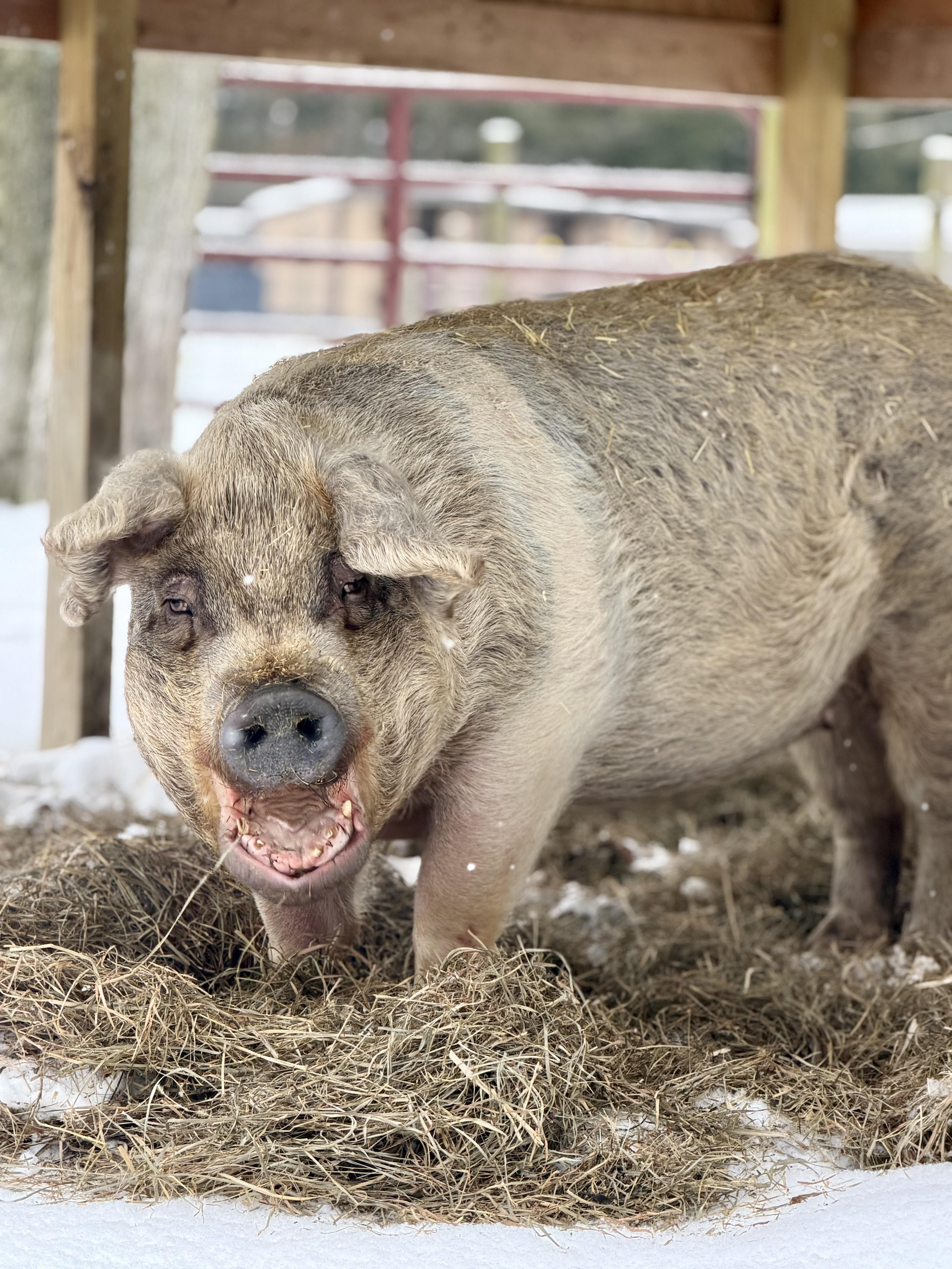 Peppermint Patty, Adoptable, Senior Female Pig.