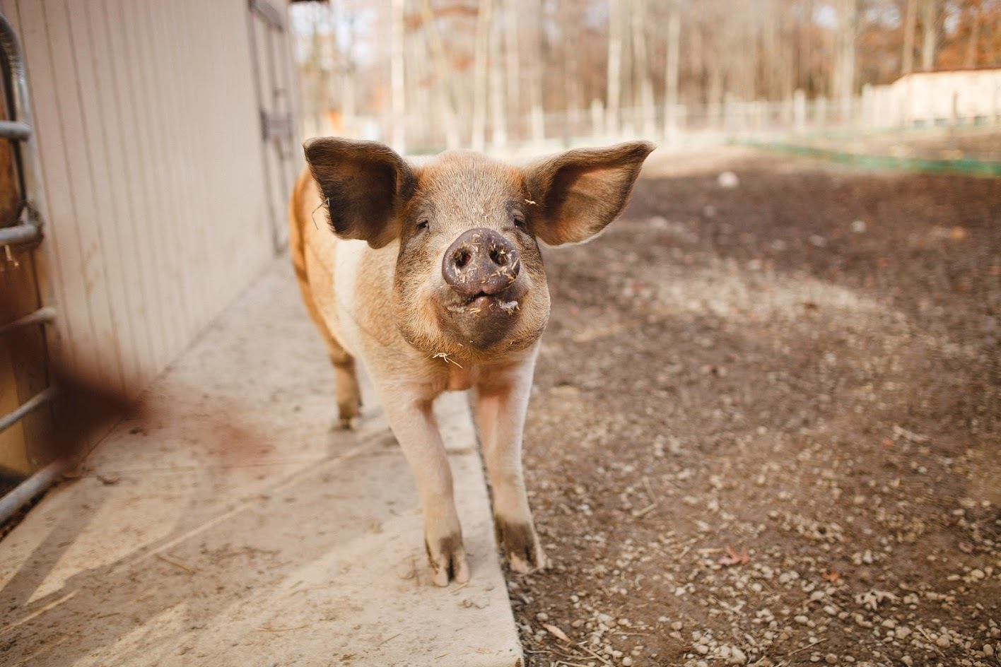 Peppermint Patty, a Adoptable Pig in Ravenna, OH image 2/6